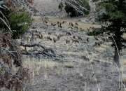 Elk in Nature Elk in Nature